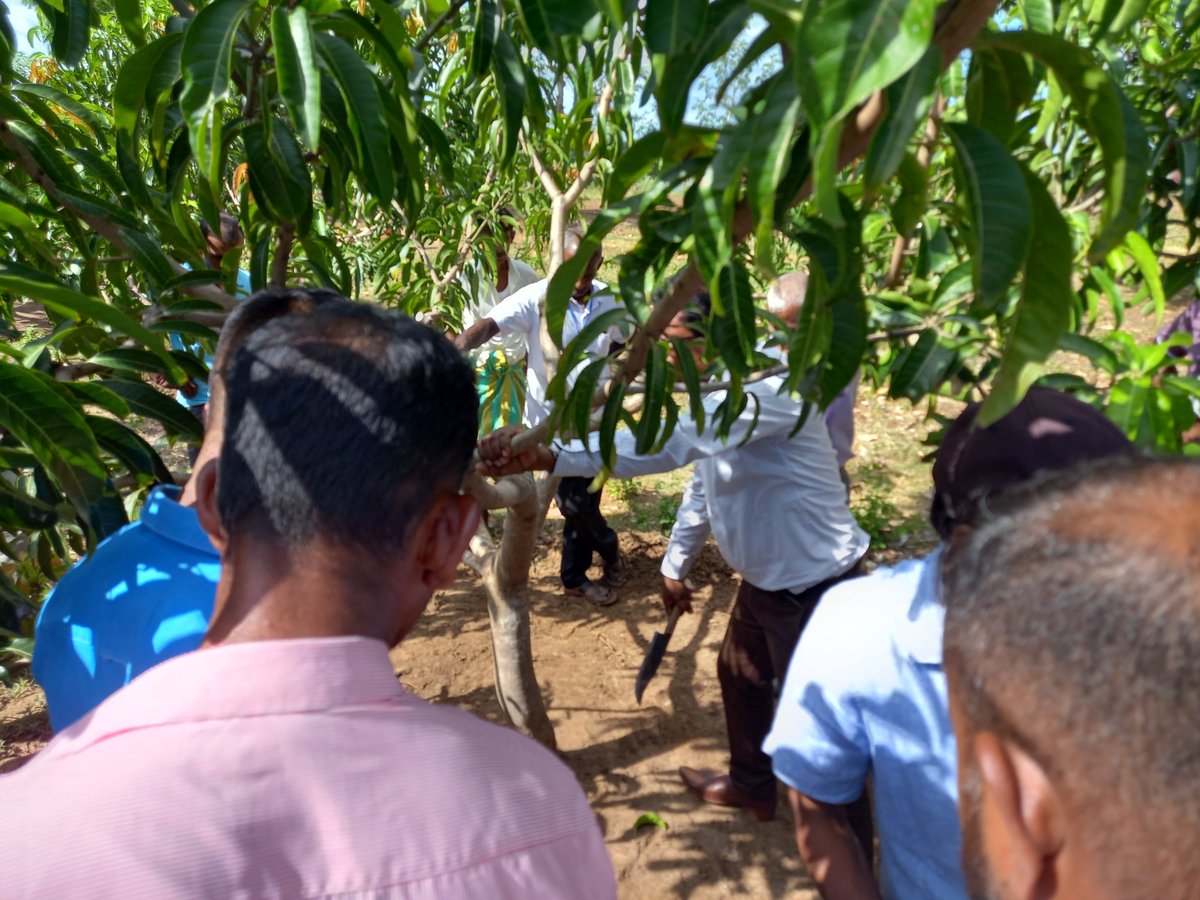 manojin911's tweet photo. Training Hambanthota District #TJCmango farmers on better cultivation & orchard management practices. #FoodLossMitigation @TalkEconomicsSL @ACIARAustralia @IDRC_CRDI @UPeradeniya @WYBofficial #OpenUnivercity #LankaFruit #LFVPPEA #EllawalaHorticulture https://t.co/GPSzCUuc2C