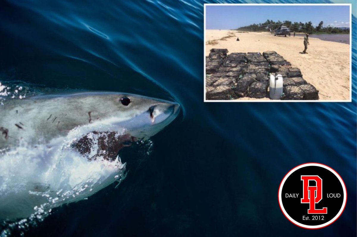 Daily Loud tweet media