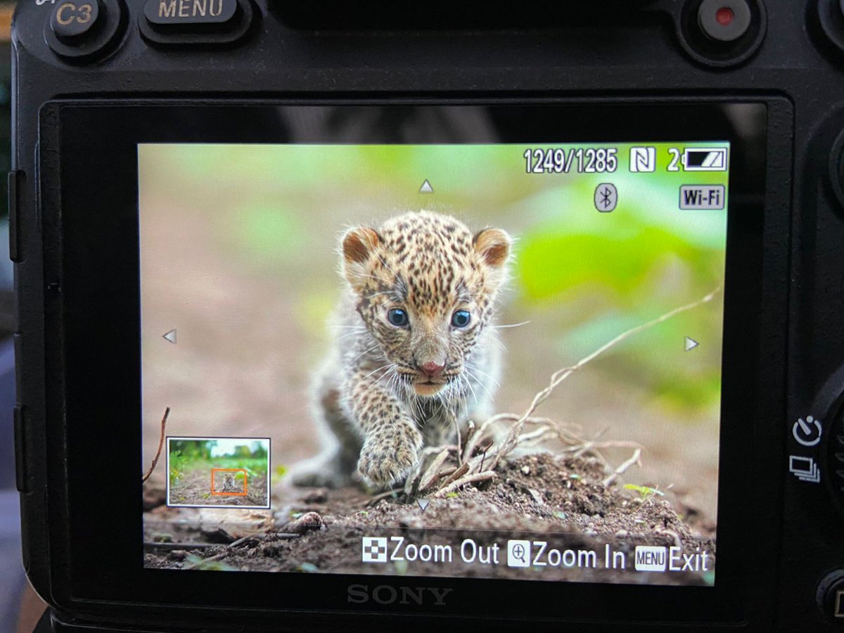 JungleWalaIFS's tweet photo. It is with a heavy heart, we are sending the cub to a rescue centre today. The mom didn't collect the cub despite coming back for him a day before. With deteriorating health &amp; bad weather, it was a tough call to make. To us, the life of 🐆 cub is more important than the reunion. https://t.co/jD3R4chNQy