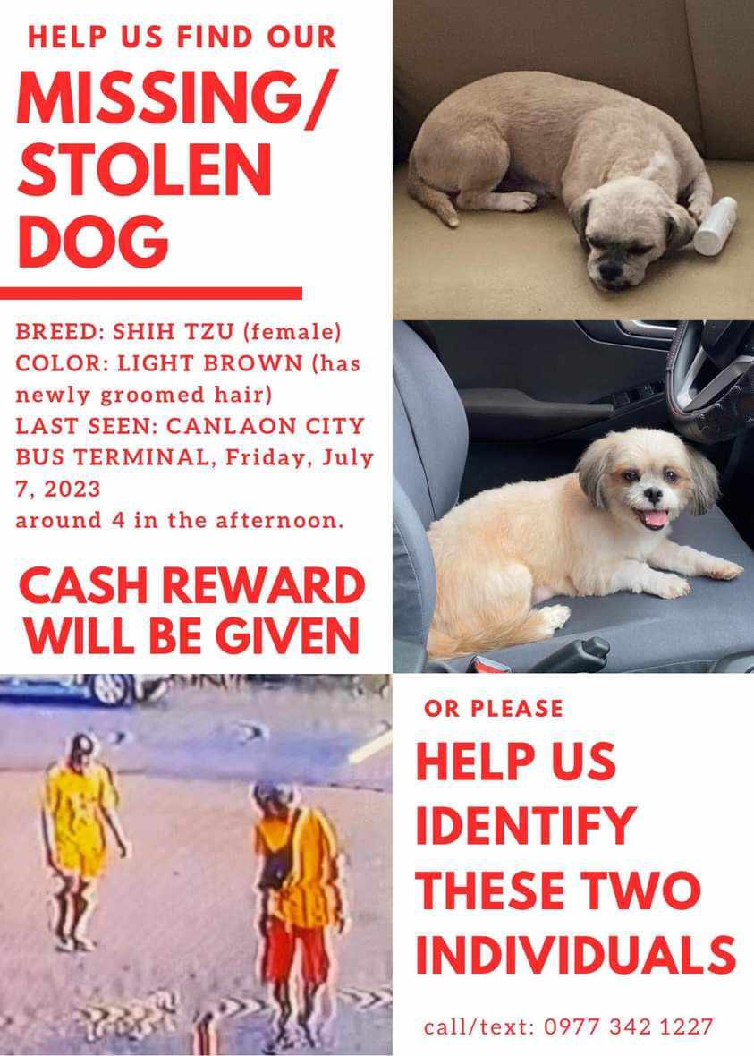 Please help find chu chu! contact the # no. below.
