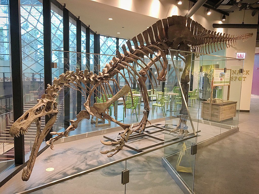 Besides #Spinosaurus here’s another spinosaurid that has caught my attention for #FossilFriday. Introducing #Suchomimus (crocodile mimic), a large spinosaur from the Early Cretaceous Period of North Africa. Image from the @childrensmuseum. #Dinosaurs #paleontology