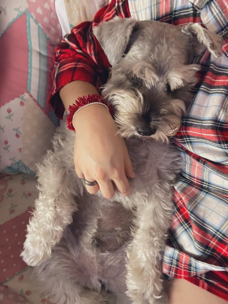 lcariasb's tweet photo. @DiloConPerritos https://t.co/kdotBRApDX