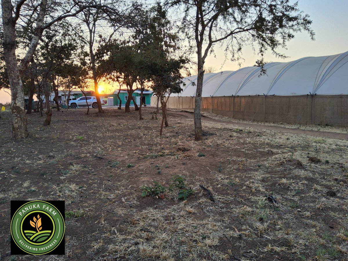 Panuka AgriBiz Hub tweet media