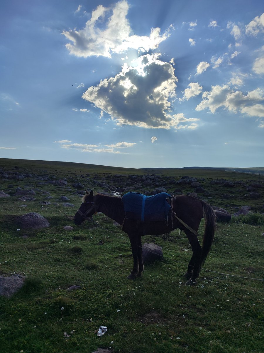 yasar_topal's tweet photo. #horse #nature #bilbilan https://t.co/02vtSMepYL