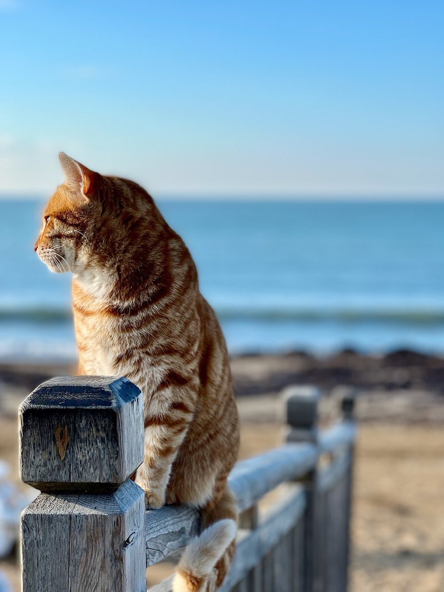 Happy Friday and a beautiful weekend…🌊💦☀️🐈💙🩵

#GoodMorningEveryone 🌷 #WeekendVibes ☀️ #CoffeeTime ☕️ #CatsLover 🐈 #BeKind 💙 #PeaceAndLove 🕊️