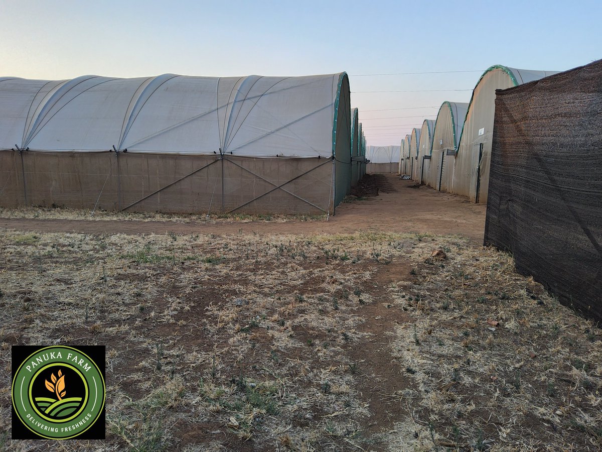 Panuka AgriBiz Hub tweet media