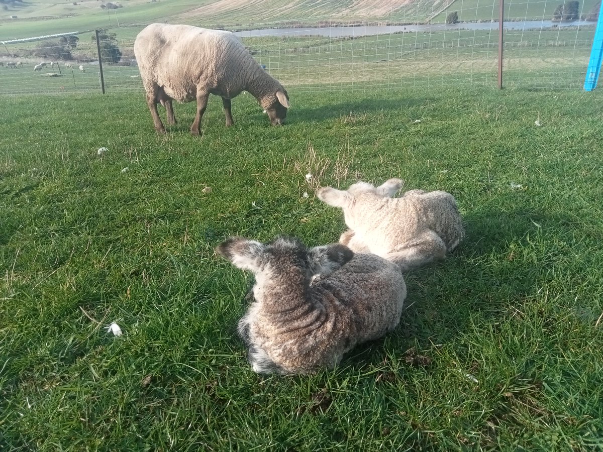 #lambspam Rowena's surprise twins this morning, thought she was a week off lambing.