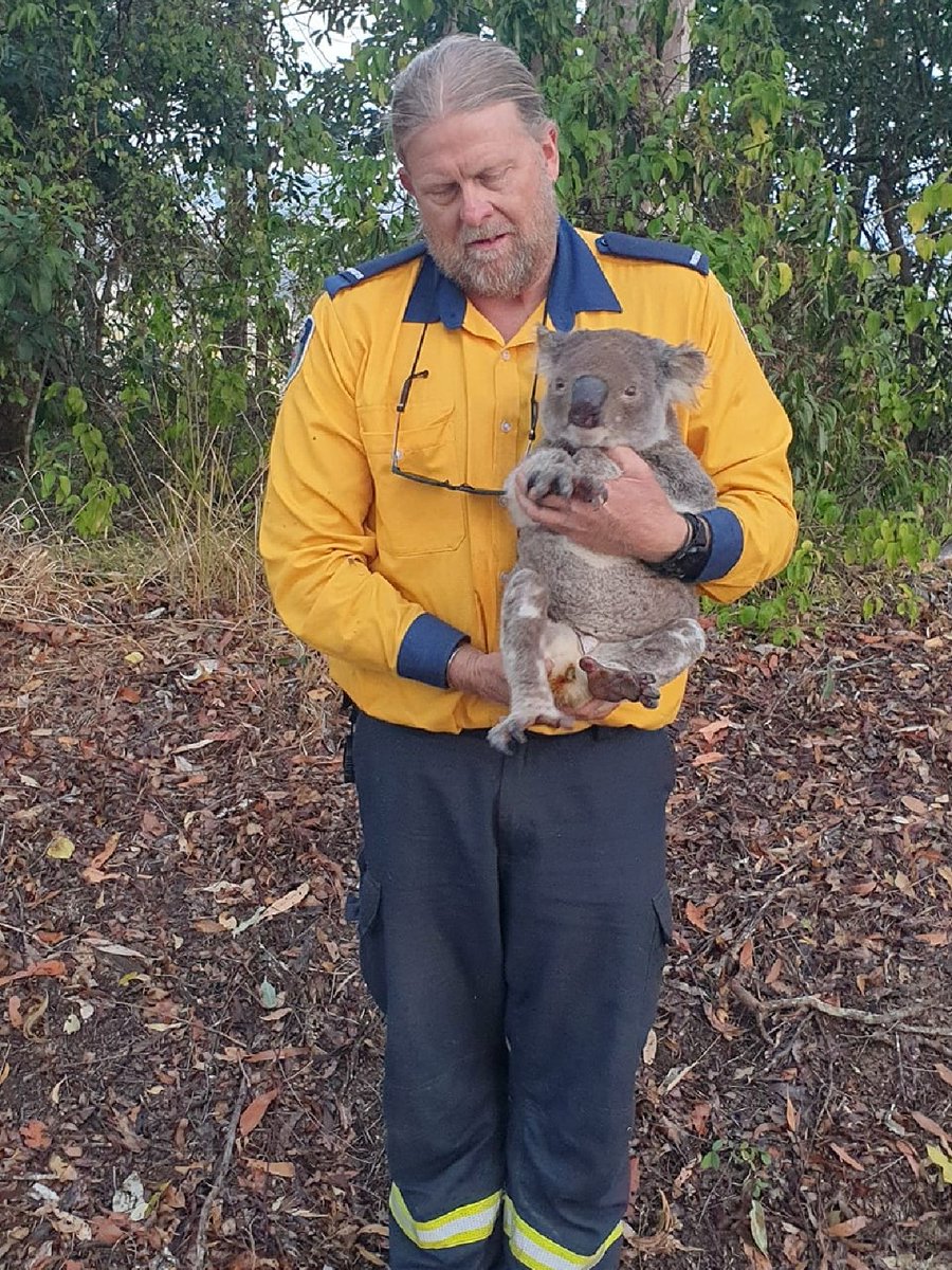 NSWRFS's tweet image. While returning to their station, a #NSWRFS crew discovered a frail koala on the side of the road. After naming him Greg the Koala, our members carefully wrapped him up in a warm blanket and called in local wildlife officers, who are more 'koalafied' to rescue animals. 🐨