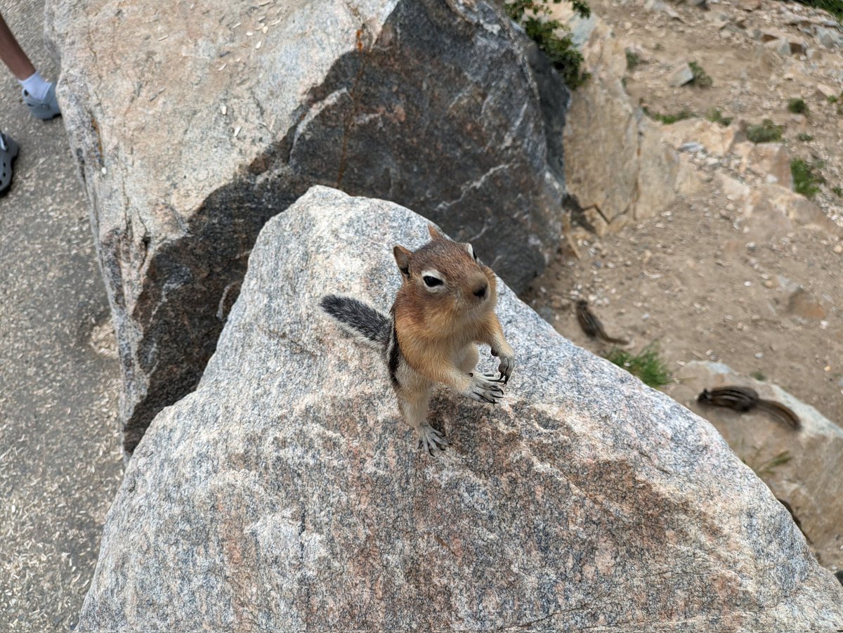 This chipmunk says hello <a href="/Th3LazyDaisy/">Discount Princess Anna</a>