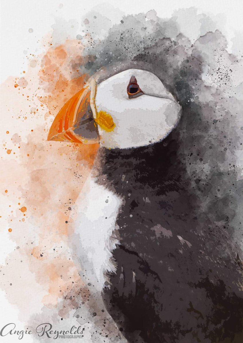 Digital watercolour of one if the many puffin photos taken at the #isleofmay a few weeks ago
#Puffin #watercolor #digitalart #photoshop #rspb #rspbscotland