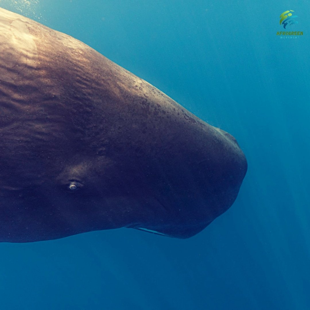 Afrogreen_'s tweet photo. #dyk sperm whale poop offsets carbon in the environment?
Sperm whales are referred to as ecosystem engineers.Each whale poop releases about 50tonnes of iron anually that promotes growth of phytoplankton which takes in CO2.
Let's Save the Sperm Whale.
#spermwhale #savethewhales https://t.co/RZFrBiC9rt