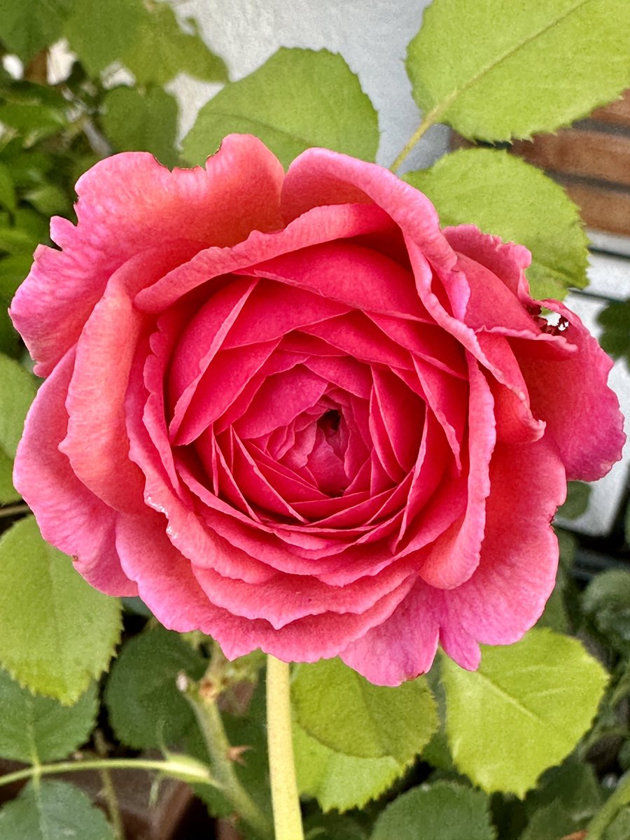 charlotte_sinha's tweet photo. Eine großartige Vorstellung, noch (mindestens) einem Menschen wirklich helfen zu können, ehe man zu Asche oder Erde wird.
Deshalb habe ich seit Jahrzehnten diesen Ausweis.
Deshalb braucht sich jemand wie @Zuryah niemals(!) Gedanken zu machen.
Wir wollen es so.
#TeamOrganspende https://t.co/y84rouykWe