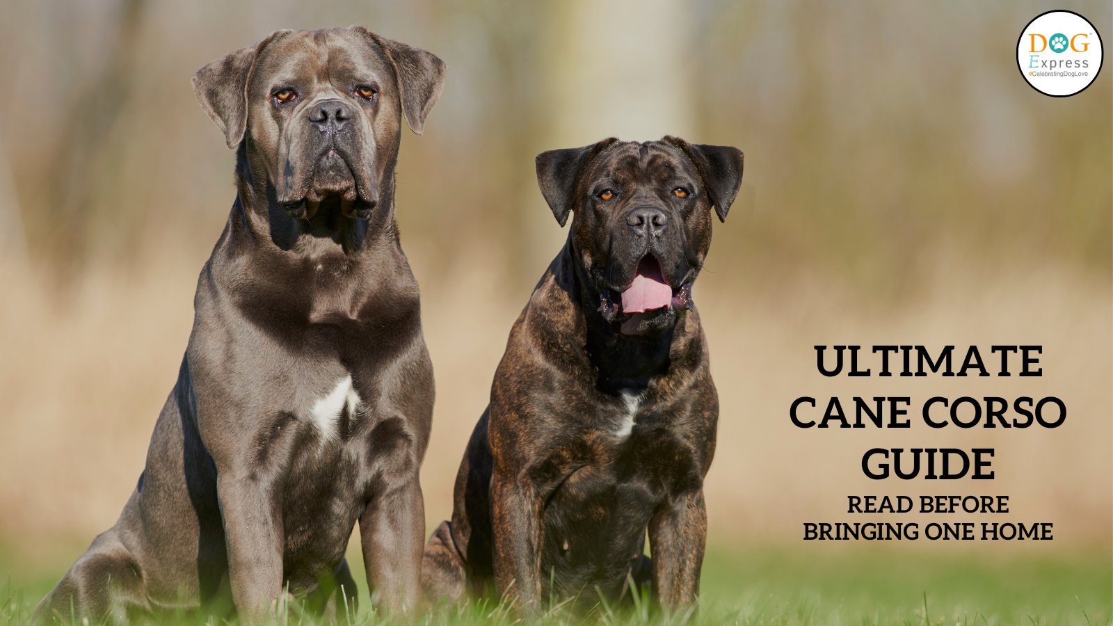 DogExpress.in on Twitter "The Ultimate Cane Corso Guide Read Before Bringing One Home 👇 https