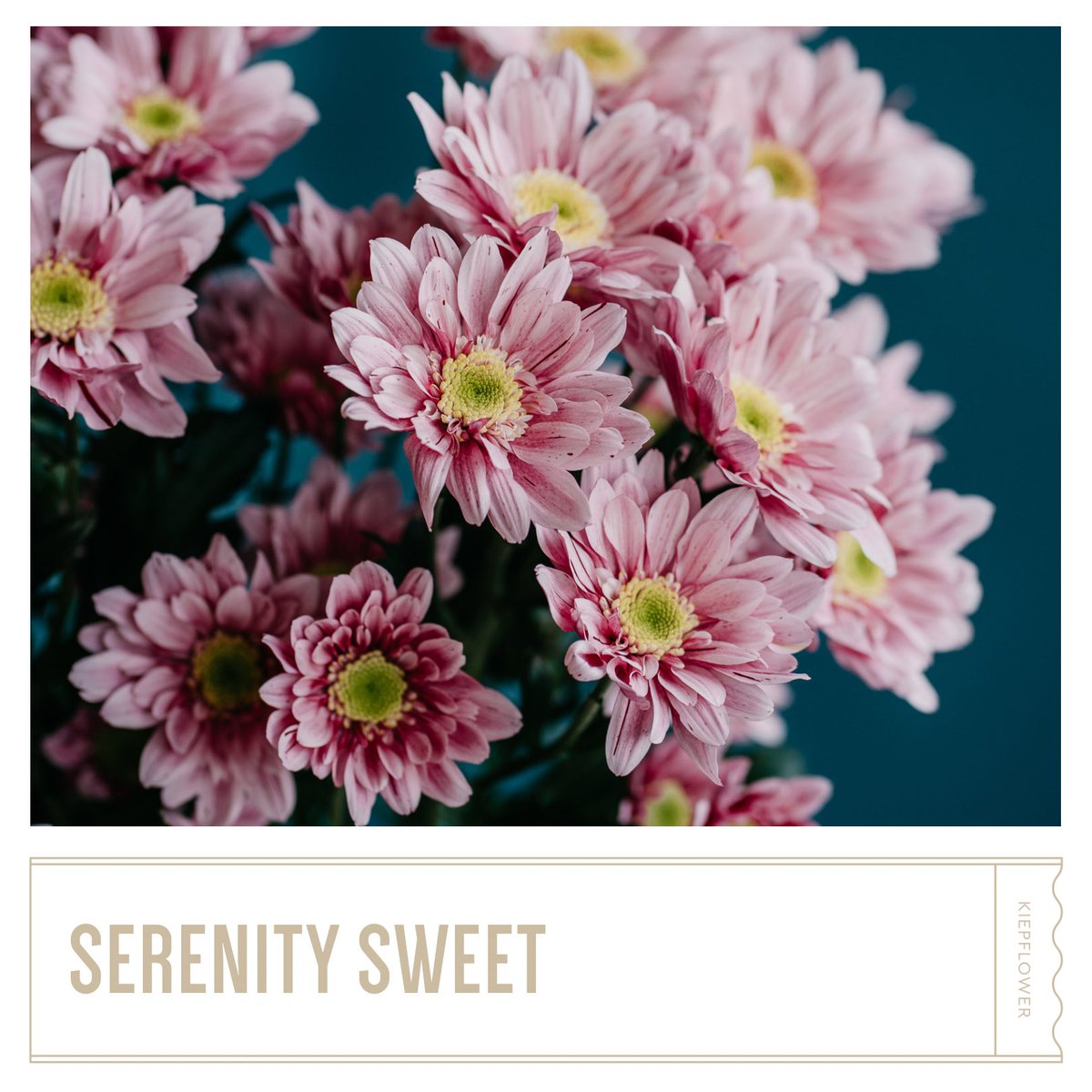 Serenity Sweet💕 is een echte eyecatcher met haar zachte en toch bijzondere kleur. Ze past mooi in rustige boekketten, wat haar naam eer aan doet, maar staat ook geweldig in veelkleurigere boeketten!

🌱@deliflor

#chrysanthemums #naturally #eyecatcher #bouquets