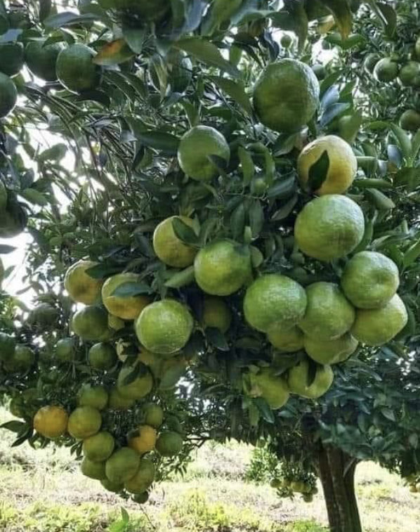 How do you call this in your mother tongue?