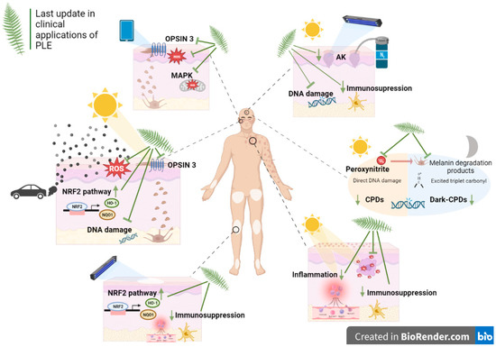 📰 Clinical Applications of Polypodium leucotomos (Fernblock®) in Oncodermatology

👨‍🎓 Azahara Rodríguez-Luna, Alicia Zamarrón, Ángeles Juarranz, Salvador González

🔗 encyclopedia.pub/entry/46918

 <a href="/JAMADerm/">JAMA Dermatology</a> @ELS_Dermatology