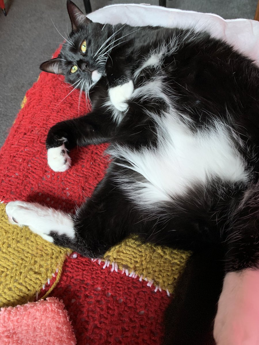 sharon_cantley's tweet photo. Good morning my beautiful gorgeous fluffy pals Flynn wishing you all a wonderful jelly belly Friday hope you are all doing well sending lots of love prayers for sick kitties dogs and hoomans prayers for little Pogue Bubu and Ukraine🙏look after each other love you lots 💕💕 https://t.co/y0ksZ5gUrW