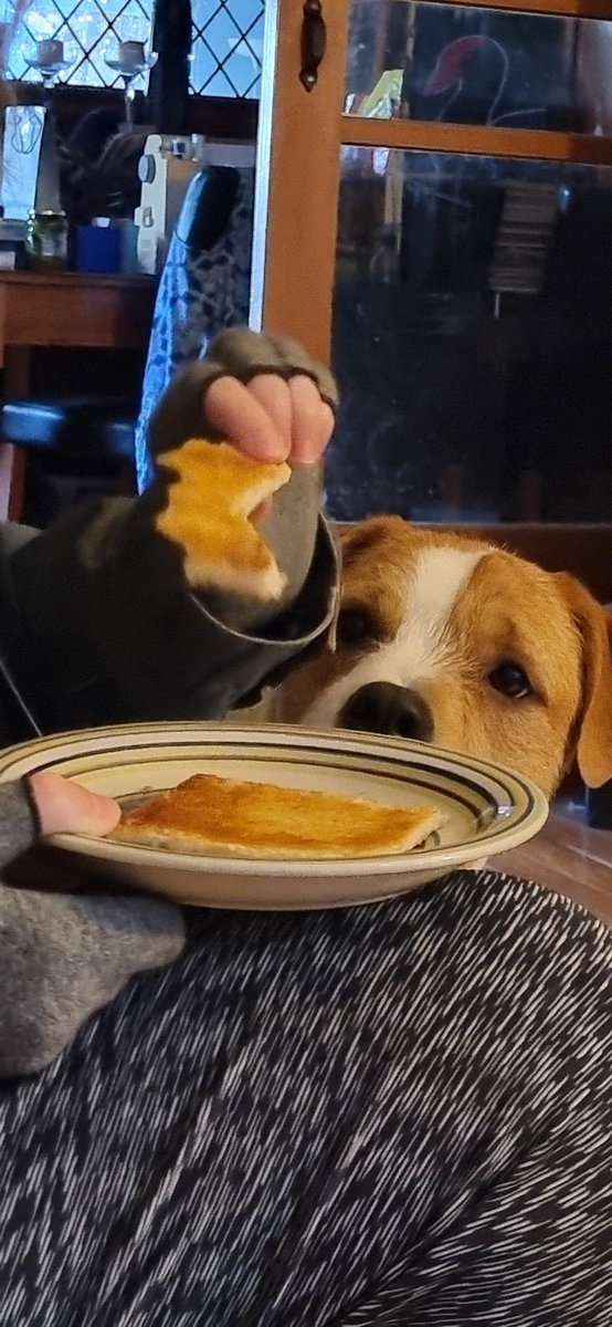 ChrisBzchris's tweet photo. #pupupdate
Every move you make
Every bite you take.....
The epitome of puppy eyes https://t.co/JiccUa5SHi