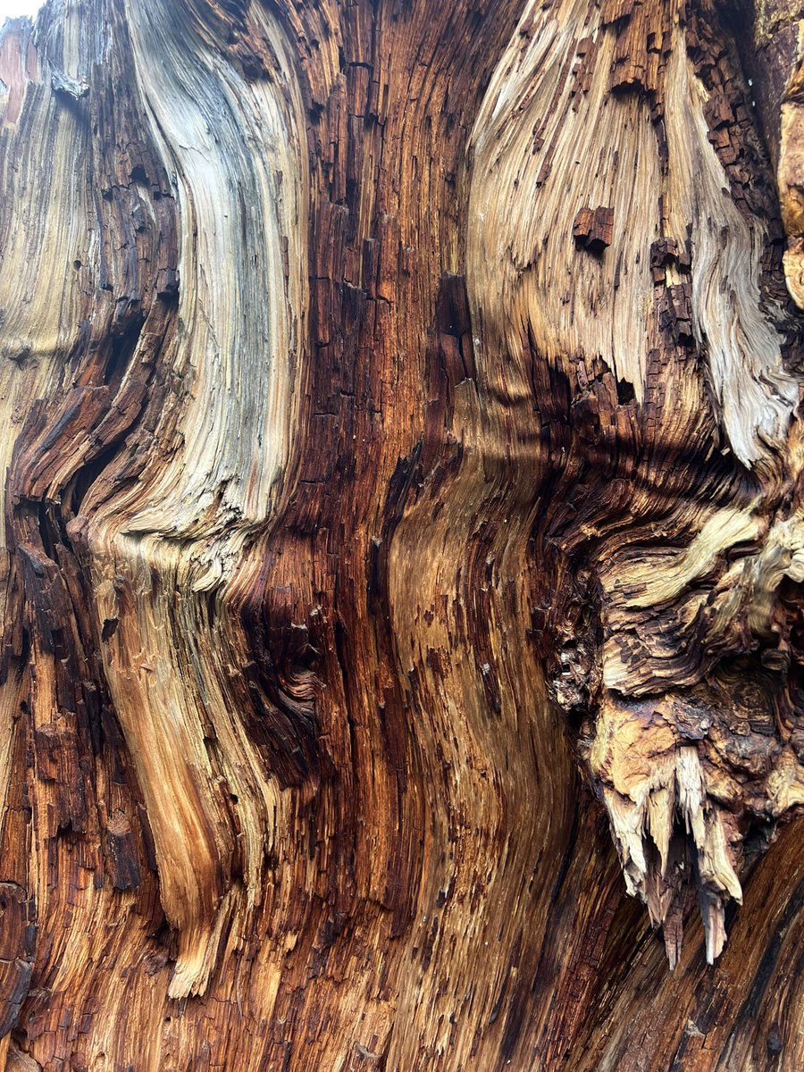 CHNOPS #0 🪴🔮 tweet media