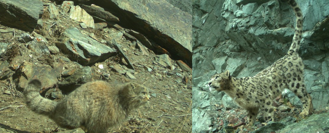 Using camera-trapping data from non-target species can be useful to study less charismatic (and poorly funded) animals. But apex predators can affect the behaviour of subordinate ones - as we observed between the snow leopards and smaller Pallas's cats🇲🇳 brill.com/view/journals/…