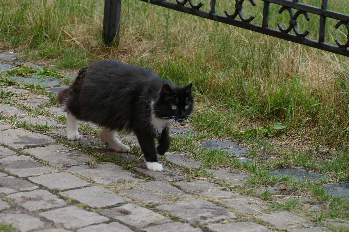 YPasholok's tweet photo. Artillery museum cats
#isu152 https://t.co/AROJ7C0Nz3