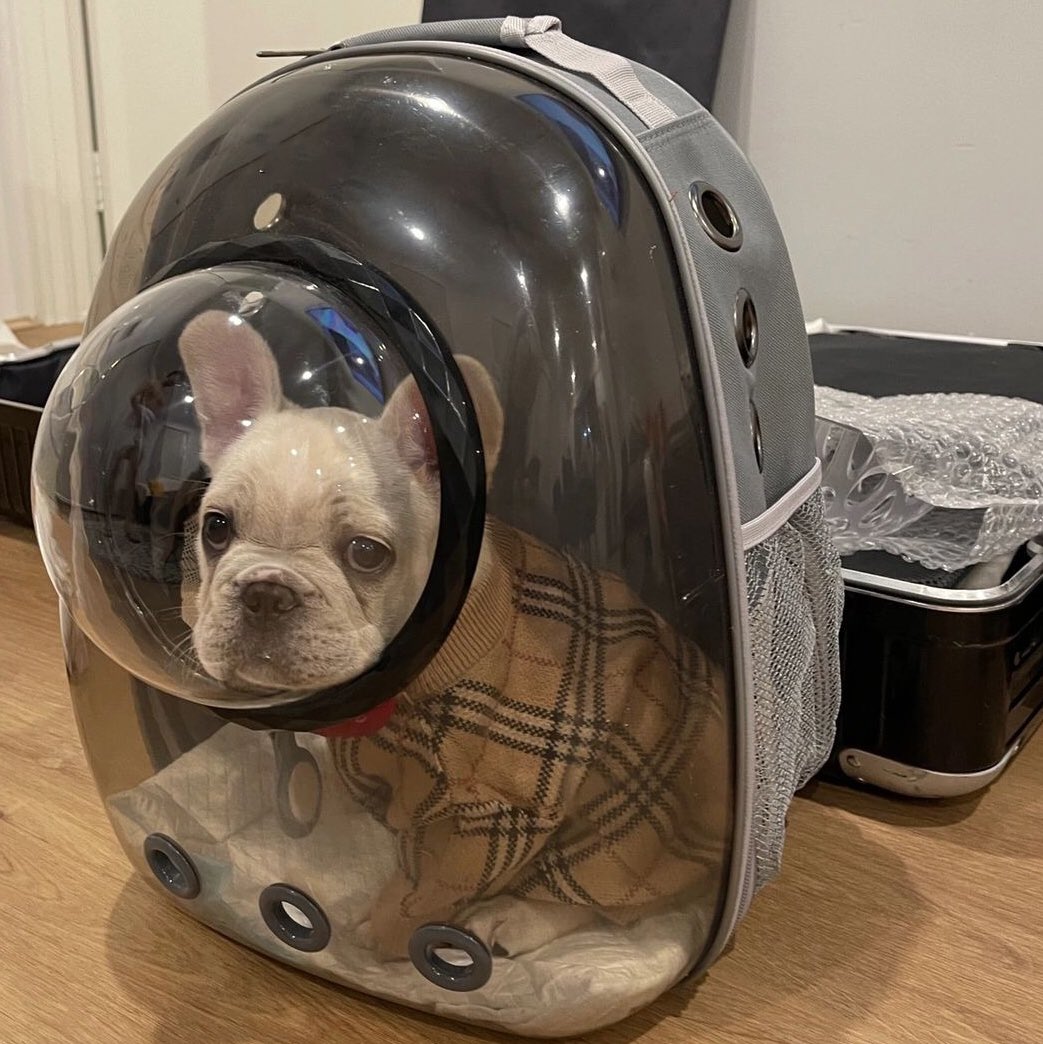 PETSPETSCS's tweet photo. Loyal
💗
Life's better with a dog by your side. 🐶

· Wait ·
🐶 SHOP NOW 🐱 LINK IN MY BIO ⬆️ Shiping ✈️🚢🌍

#petspets #petstroller #pet #dog #puppy #travel #trip #bag #landscape https://t.co/b3AtMIiqzE