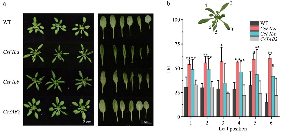HortiPlant's tweet image. Exploring leaf development in tea plants! YABBY transcription factors, CsFILa and CsFILb, are key players in regulating leaf growth and development. Exciting insights into Camellia sinensis leaf morphology. #TeaPlants #LeafDevelopment
maxapress.com/article/doi/10…