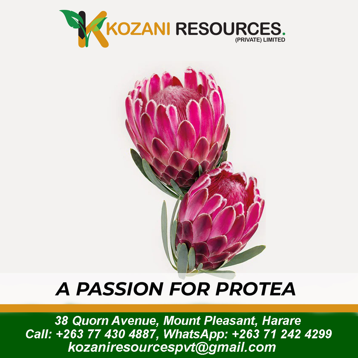 KozaniResources's tweet photo. Protea flowers: A symbol of diversity, change, and courage.
Order yours now!! Call: +263 77 430 4887, WhatsApp: +263 71 242 4299
#proteaflower
#love https://t.co/yZ18r1kQbn