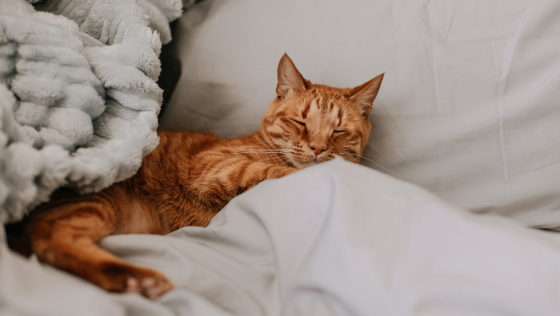 Waarom zeg je 'De poes ligt in het bed' (met lidwoord) en 'De kinderen liggen in bed' (zonder lidwoord)? | Workshops voor NT2-docenten - mailchi.mp/898db8070366/w…