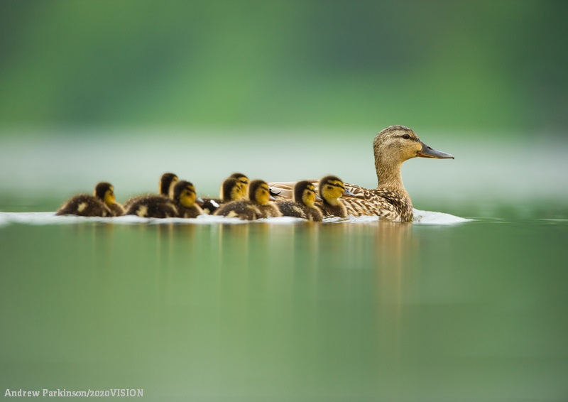 WildlifeTrusts's tweet photo. There are loads of opportunities with The Wildlife Trusts! From communications, to finance, we’re always looking for enthusiastic people to join our team and help us achieve a wilder future. Find out more 👉 https://t.co/tlaGQHGsXX https://t.co/KOh6u7r8Iq