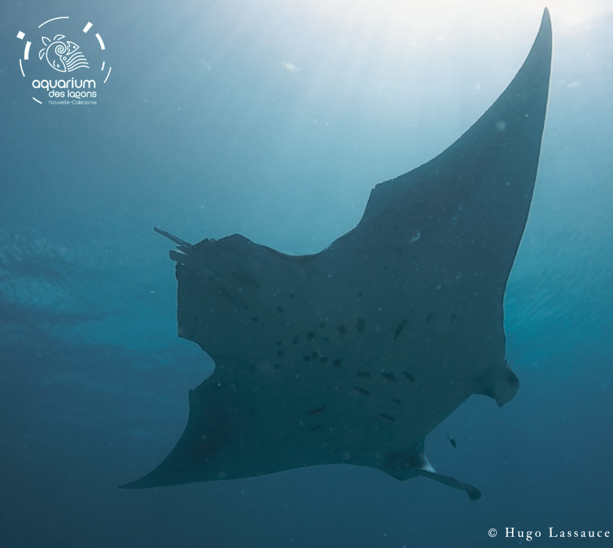 InitiativeManta's tweet photo. Did you know that 30% of manta rays identified in New Caledonia have shark bites? @HLassauce @laboratory_and @OlivierCHATEAU5 @AquariumDlagons

#initiativemantanc #aquariumdeslagons #photoid #mantanc #manta #mantarays #marinebiology https://t.co/HnjmlHrUyY