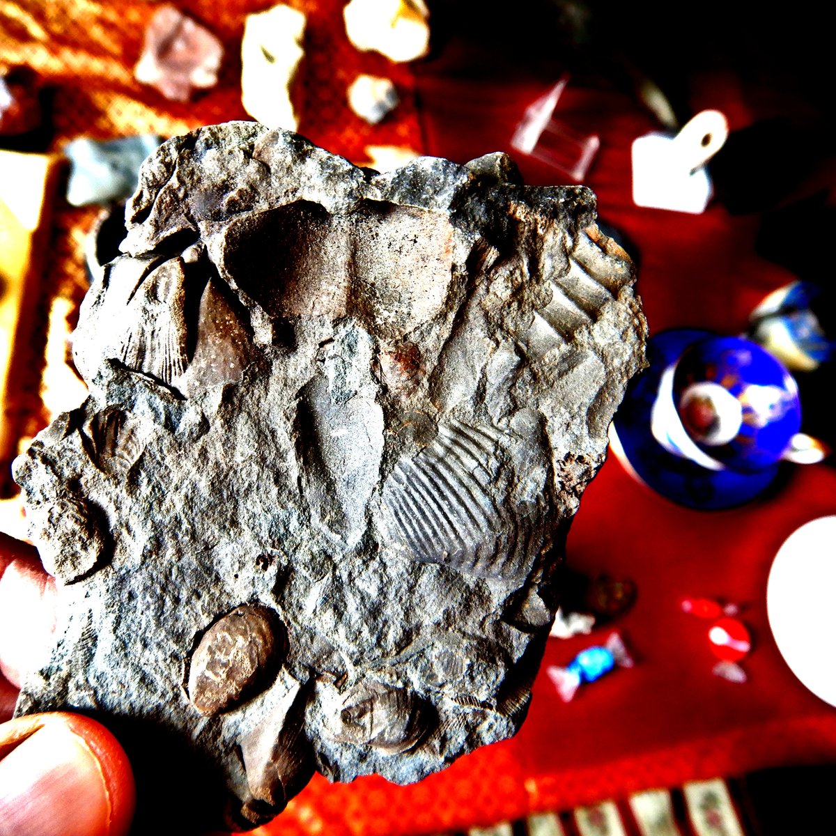Happy #Fossilfriday with this rock full of Devonian fossils! 
---
#fossil #art #palaeontology #fossilhunting #fossilhunter #geologyrocks #howdoyoumuseum #scicomm #naturalhistory #instamuseum #macrophotography #arte #natura #fossilfriday #science