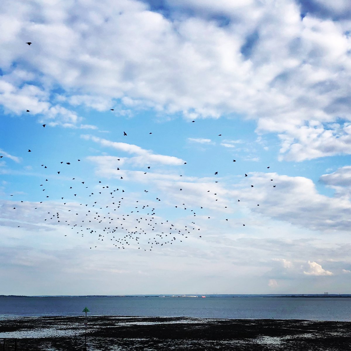 Evening murmuration at the seafront.

#evening #seafront #murmuration #southend #essex <a href="/FriendsSouthend/">Friends of Southend</a>