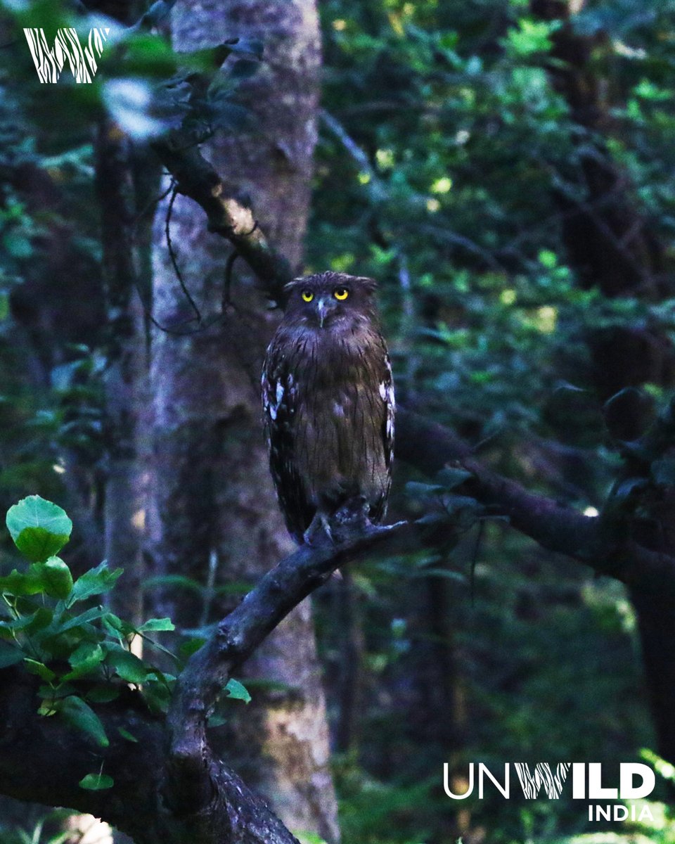 UnWildIndia's tweet photo. Brown Fish #Owl at #pilibhittigersafari
#wildlifephotography #wildlifephotographer #wildphotos #wildlifephotos #uttarpradeshtourism #incredibleindia #unwildindia #anooprohera https://t.co/Zjp2p6I6vG