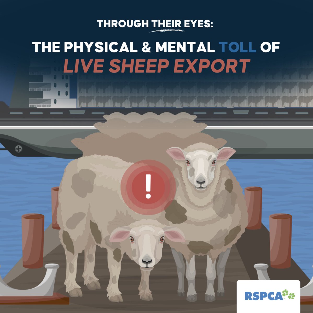 RSPCA's tweet image. #RSPCA

For each and every sheep exported live from our shores, the journey to their last harrowing moments is dangerous, inherently stressful, and completely unnecessary 👉 rspca.au/Uygcrg

It's time to #LegislateTheDate