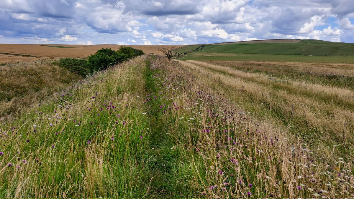 LongWeekenders's tweet image. Great first day #rambling the #midwiltsway from #Pewsey to #Devizes. Amazing views, wildflowers and butterflies. 18 miles. @BBCWiltshire @WiltshireMuseum @andyc_oxford