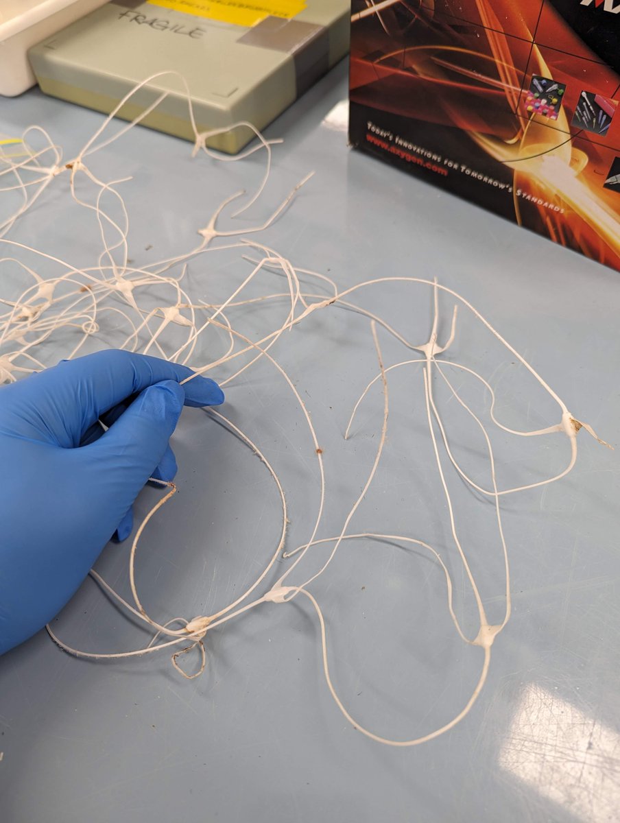 _adam_yk's tweet photo. @rmcint16 @PhillipIslandNP @MonashBiol @ABCaustralia A closer look at the material - causing some pretty horrific injuries so far. Matches white garden mesh netting but may be used for other purposes? Any ideas? https://t.co/5w4XhE0bnB