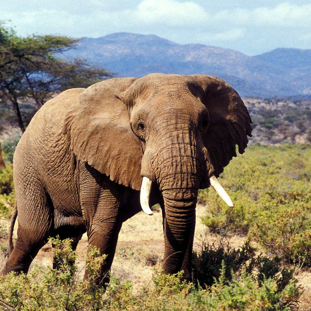 Do you know?

Elephants have a great sense of hearing and the ability to send vocalizations over long distances.

To know more visit us @ gorillatrips.net/kenya-tours-an…

Call / WhatsApp +256-775-564060

￼info@gorillatrips.net

#kenya #Kenyasafari #Kenyaadventure #elephant