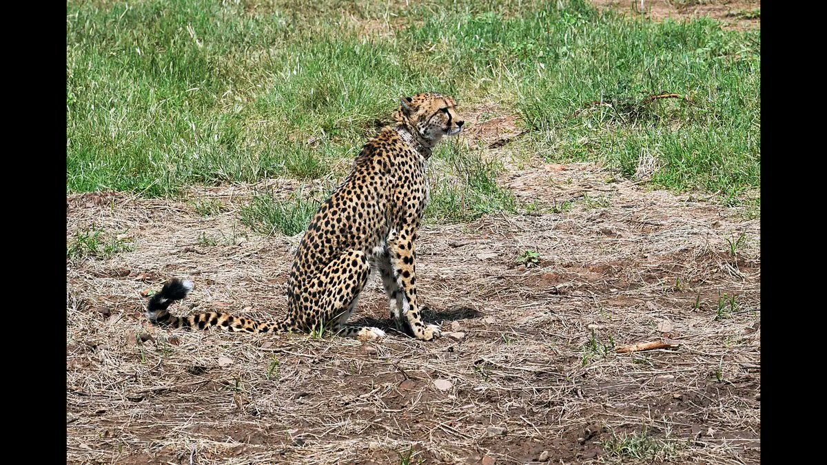 feedmileapp's tweet photo. Government reveals traumatic shock as cause of death for Cheetahs Daksha, Tejas, and Suraj in Rajya sabha.
#feedmile #cheetahs #dued #kunoNationalpark #MP #report https://t.co/2VgmqmYqpI