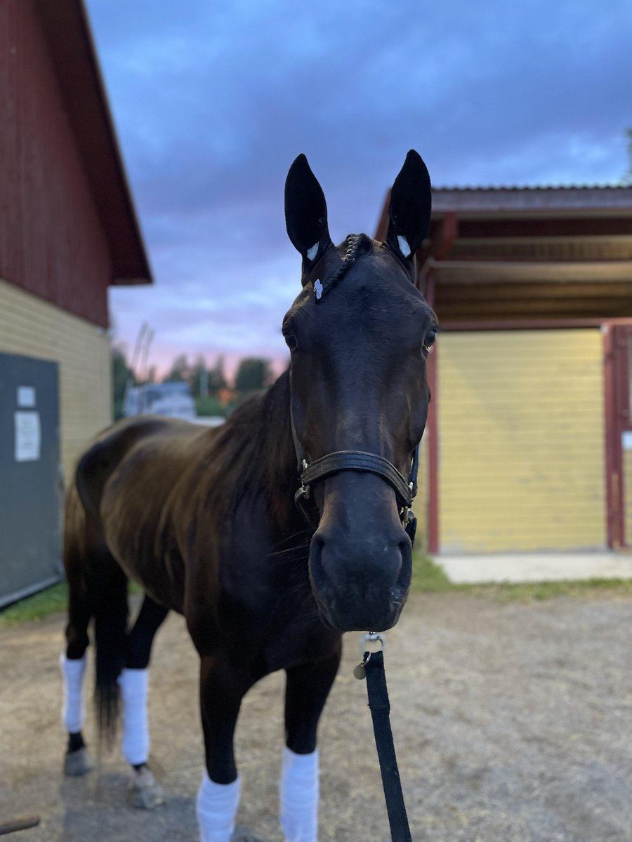 Dubbel i Östersund igår🥇🥇🤩🌟🐴 då Credityuan avslutade till säker seger från 2 :a utv &amp; Ektara stred till seger från utvändigt ledare💪💨