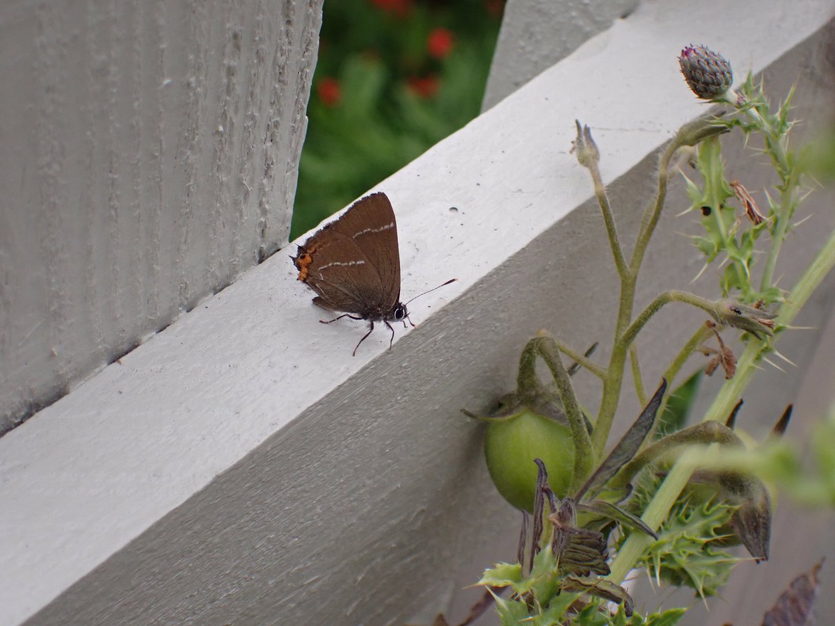 Did my first #BigButterflyCount in my South Cambs garden yesterday when the sun came out. Unfortunately only a few whites seen, but afterwards, and quite unbelievably, a White Hairstreak turned up! First I have ever seen and doubt it will come back! #Butterflies @bc_cambs_essex