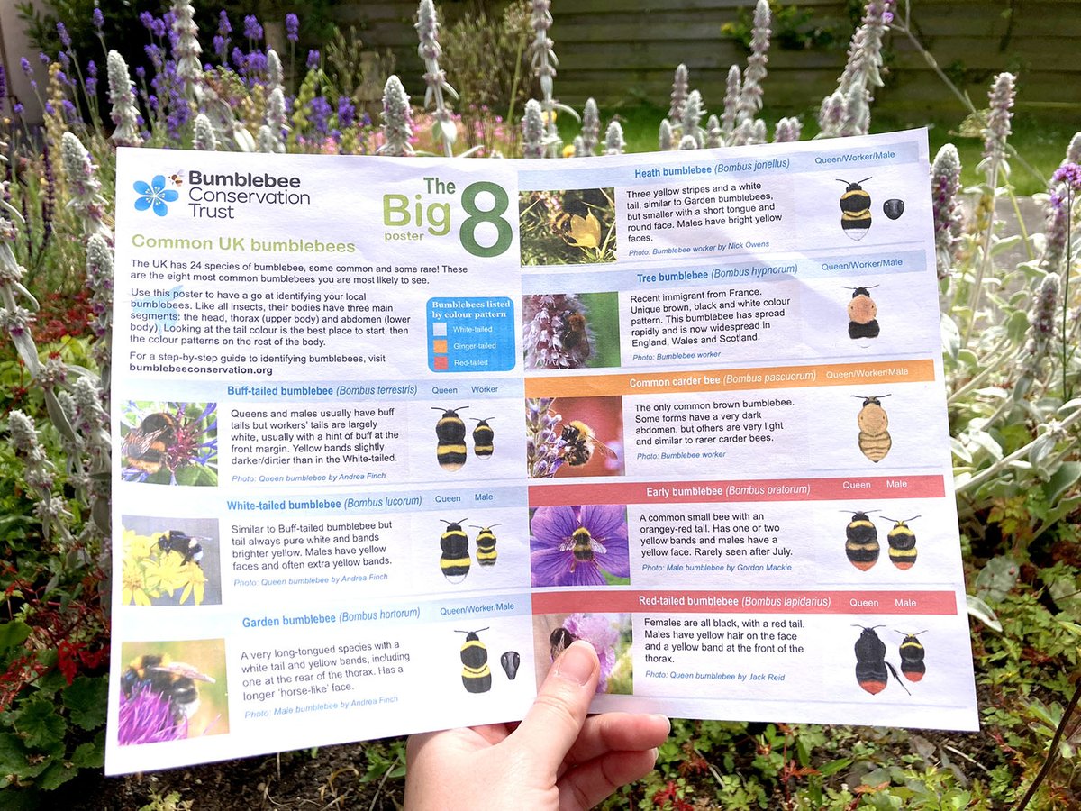 Doing some #bumblebee spotting in the garden or when you're out and about? 👀🐝 Download our FREE (and printable!) 'Big 8' poster - your handy guide to the eight most common UK bumblebee species 👋 Get it here 👉 ow.ly/M2TE50NH3FV #BeeTheChange