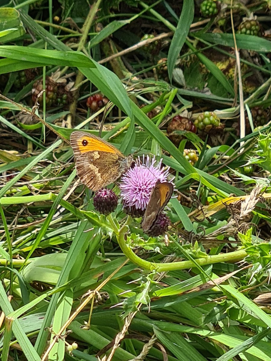 Matt Broom tweet media