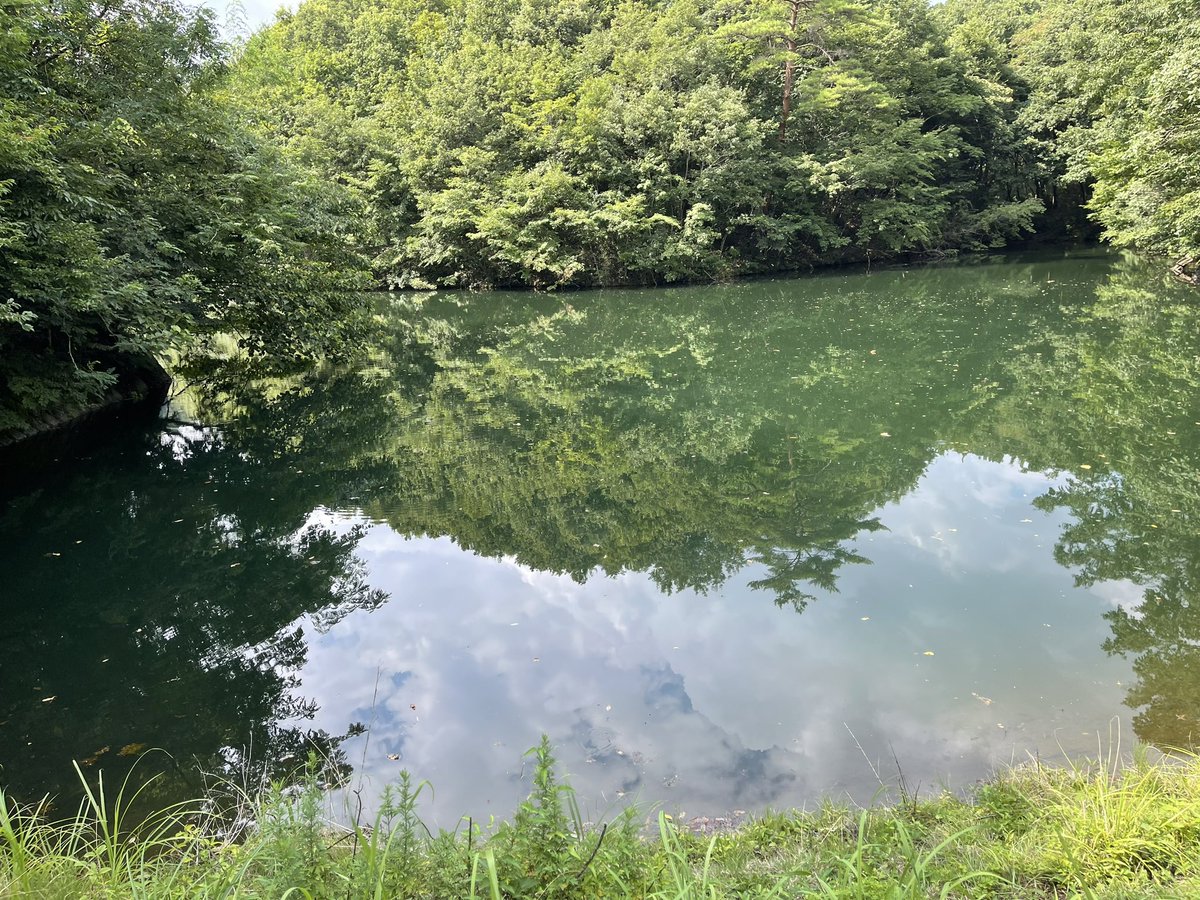 CAT_330EO's tweet photo. 群馬県、高崎市にありますとある野池。
仕事の合間にバス釣りに来ました。
2時間で小バス20匹。
フライ以外ではフリックシェイクのノーシンカー���良いと思います。
ただサイズは20cm前後が多いのでビックベイトを投げるような池ではない。
水生昆虫を好んで食べる事からミノーやアラバマもないですね。 https://t.co/OfWXmym0ij