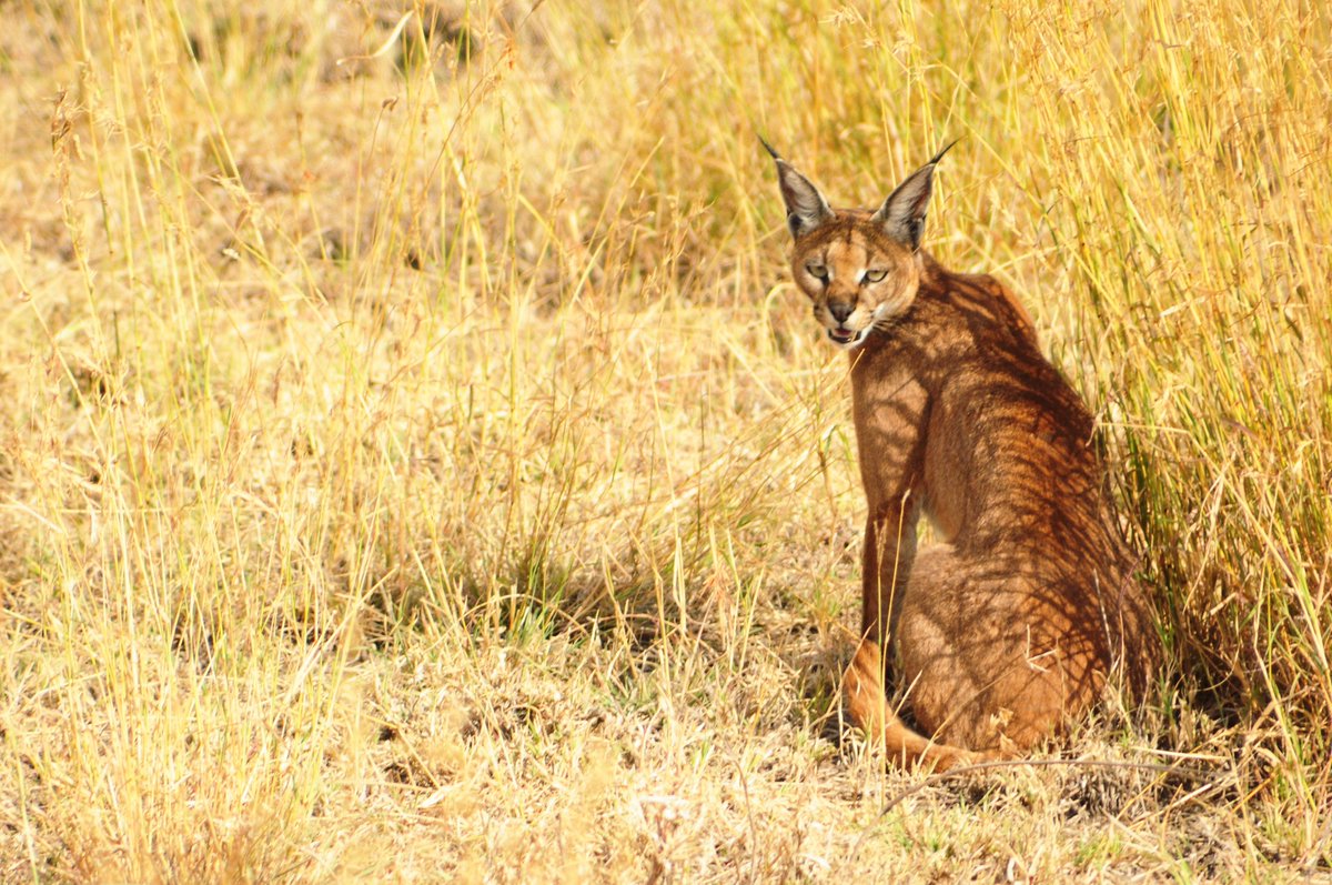 Unitedfortigers's tweet photo. #DYK The name Caracal (Caracal caracal) comes from the Turkish word "Kara kulak," meaning "Black Ear". The distribution of this elusive small cat is restricted to dry regions with ample cover in western India!

#FactualFridays #Smallwildcats

Picture Credit: Gopal Vijayaraghavan https://t.co/GCZ6K2JEYa