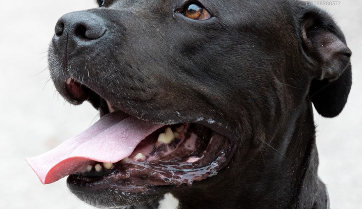 PeoplesPetAward's tweet photo. In the latest #PetClub, we meet tennis-ball-obsessed Loki ⚾

The five-year-old needed life-saving surgery, after swallowing two tennis balls whole... 

Read the full story: https://t.co/2gZyZdBvIy

@DailyMirror @WebboxPetFood #peoplespetawards https://t.co/7TmMcjAVIY
