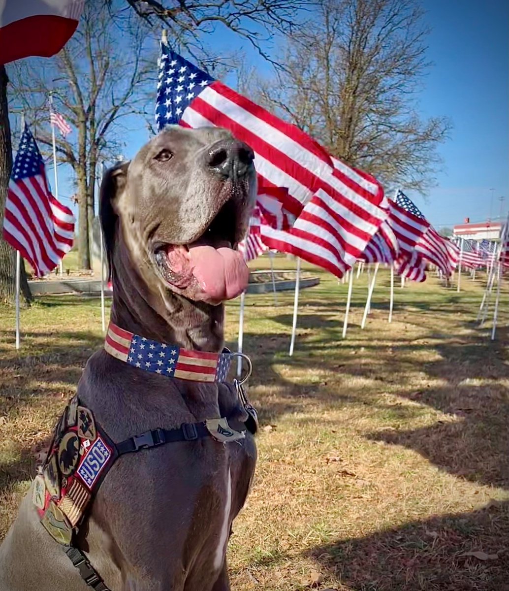 Please VOTE for this cutie pie Maverick who helps our heroes at the USO at Fort Leonard Wood & around the U.S.! You can VOTE once per day! herodogawards.org/dog/2022/thera…