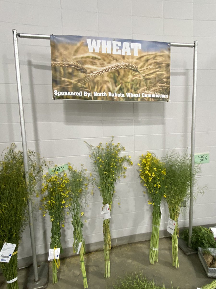 FUIAxtman's tweet photo. Helping out at the North Dakota State Fair judging this morning. Now I don’t pretend to be an expert on anything but I don’t think this is Wheat. #SetUpDay https://t.co/7cskUAA1SN
