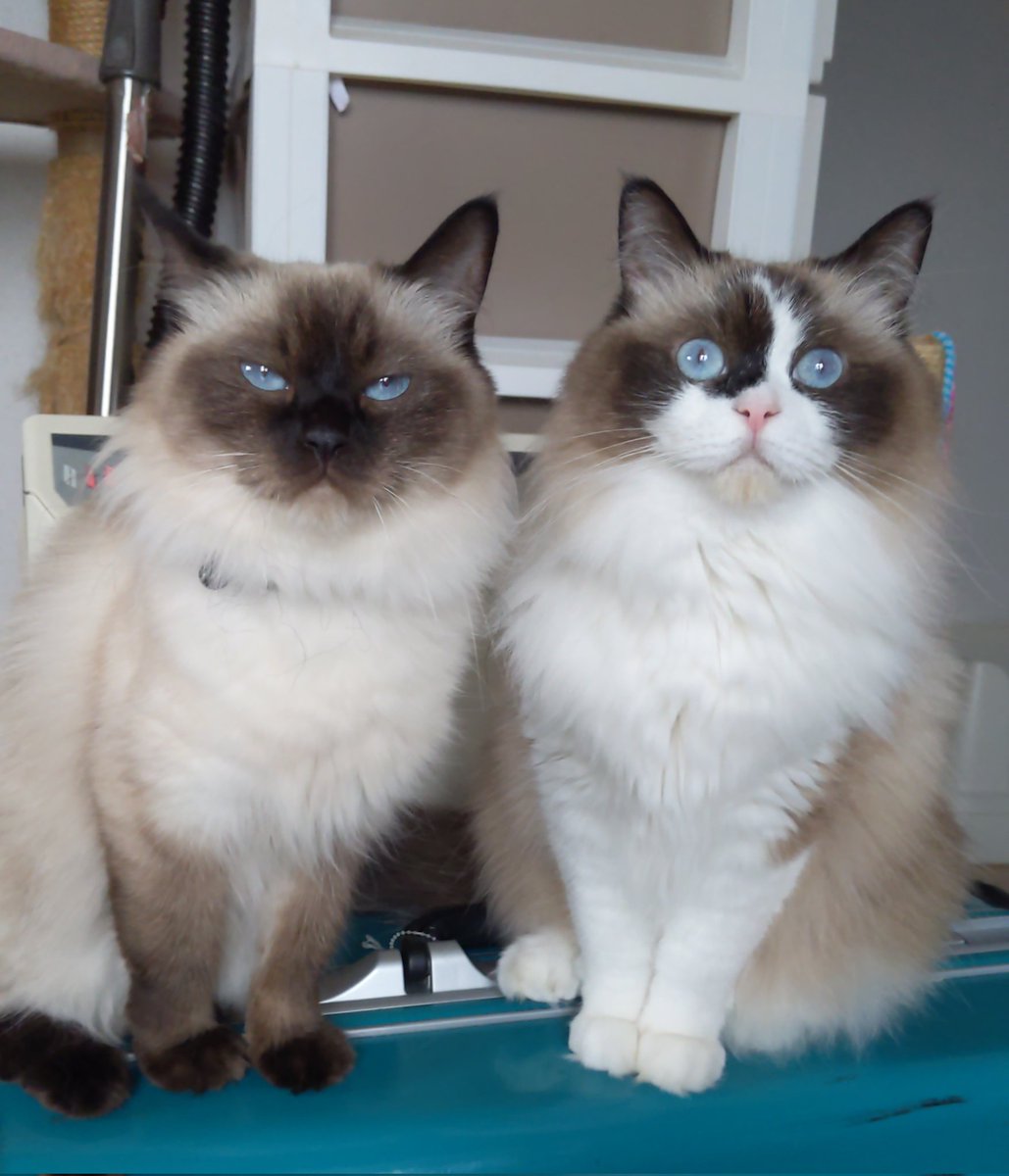 今日も1日お疲れ様でしたෆ˚*
 #ラグドール
 #猫のいる暮らし
 #仲良し姉妹
 #うなぎ
