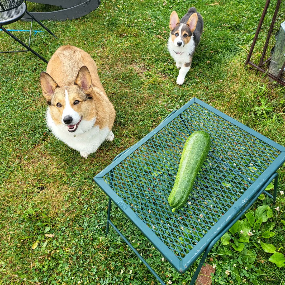 CorgiDuncan's tweet image. More zucchini. @CorgiZowie